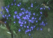 Annual Lobelia