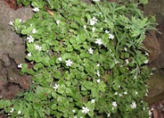 White Bacopa