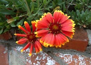 Monarch Blanket Flower