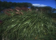 Flamingo Green Eulalia Grass