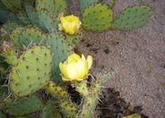 Englemann Prickly Pear