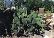 Mission or Tree Cactus, Indian Fig