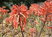 Pink Soap Aloe