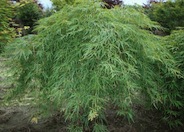 Lace Leaf Japanese Maple