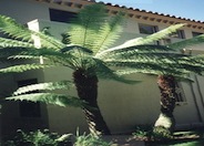 Tasmanian Tree Fern