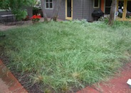 Purple Needle Bunch Grass