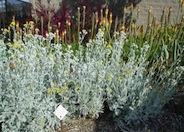 Cushion Dusty Miller, Silver Ground