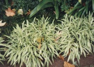 Silvery Sunproof  Lilyturf