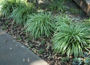 Variegated Lilyturf