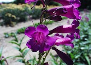 Midnight Penstemon (dark purple)