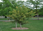 Trident Maple