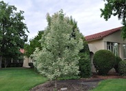 Flamingo Box Elder