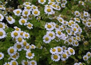 Feverfew
