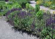 Buchanan Sage, Buchanan's Fuchsia S