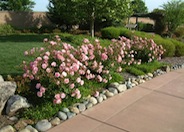 Shrub Pink Floribunda Rose