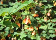 White Flowering Maple