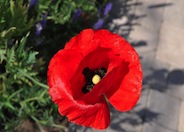 Flanders Poppy