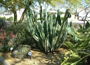 Peruvian-Apple Cactus, Pitaya