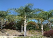 Queen Palm