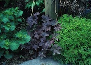 California Coral Bells