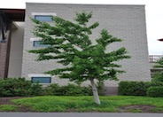 Maidenhair Tree, Ginkgo Tree