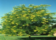 Sunburst Honey Locust