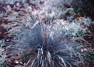 Large Blue Fescue, Tufted Fescue