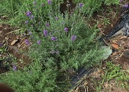 Hidcote English Lavender