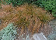 Orange or Brown Sedge