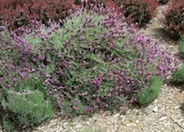 Otto Quast Spanish Lavender