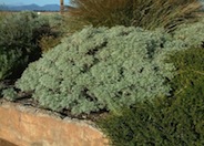 Powis Castle Artemisia