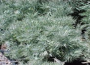 Silver or Large Wormwood