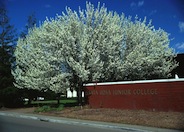 Bradford Callery Pear