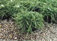 Blue Rug Ground Cover Juniper