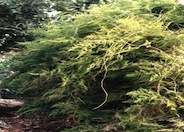 Asparagus Fern, Fern Asparagus