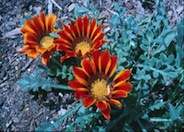 Copper King Gazania