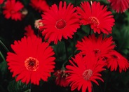 Transvaal Daisy, Gerbera