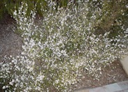 Snow White Spreading Manuka