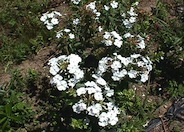 Miss Lingard White Thick-Leaf Phlox