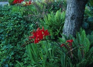 Lucifer Red Crocosmia or Montbretia