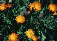 Calendula, Pot Marigold