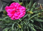 Carnation, Clove Pink