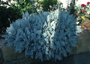 Velvet Dusty Miller