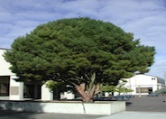 Tanyosho Pine