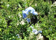 Cape Plumbago