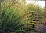 Variegated Silver Grass