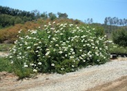 Matilija Poppy