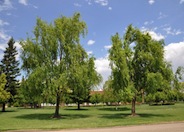 Weeping Willow