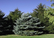 Colorado Blue Spruce