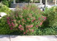 Anthony Waterer Spirea